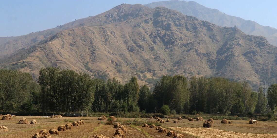 Harvest season in South Kashmir, where golden paddy fields meet the grandeur of the mountains