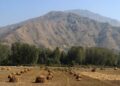 Harvest season in South Kashmir, where golden paddy fields meet the grandeur of the mountains