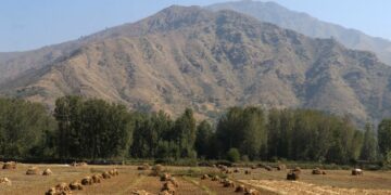 Harvest season in South Kashmir, where golden paddy fields meet the grandeur of the mountains