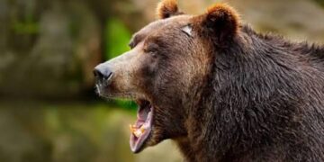 Bear mauls Man in Tral