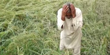 Unseasonal rain, hailstorms damage basmati paddy in Jammu