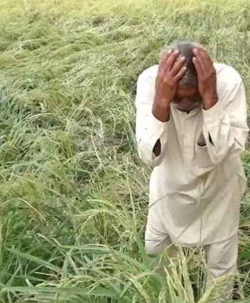 Unseasonal rain, hailstorms damage basmati paddy in Jammu