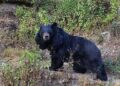 Bear mauls duo in Khrew