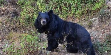 Bear mauls duo in Khrew
