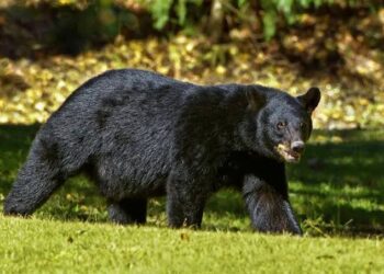 4 injured in bear attack in Nandimarg