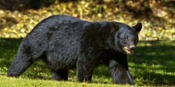 4 injured in bear attack in Nandimarg