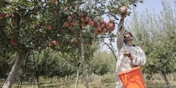 Apple harvesting picks up pace in Kashmir ahead of forecast rain