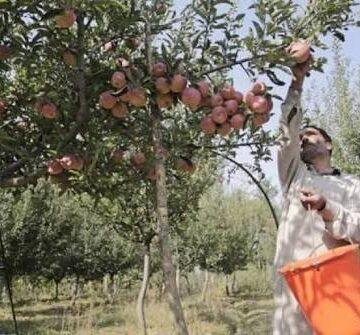 Apple harvesting picks up pace in Kashmir ahead of forecast rain