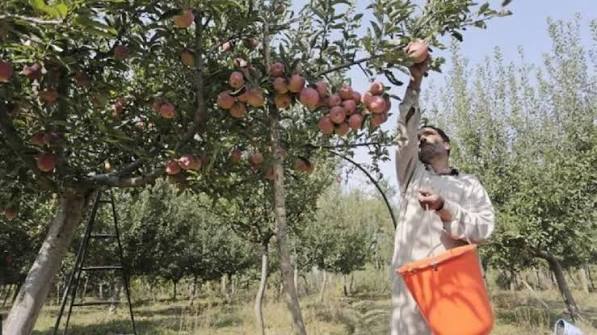 Apple harvesting picks up pace in Kashmir ahead of forecast rain