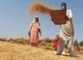 New rice varieties double yields in Kashmir, farmers rejoice