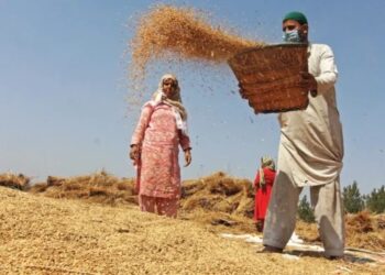 New rice varieties double yields in Kashmir, farmers rejoice