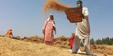 New rice varieties double yields in Kashmir, farmers rejoice