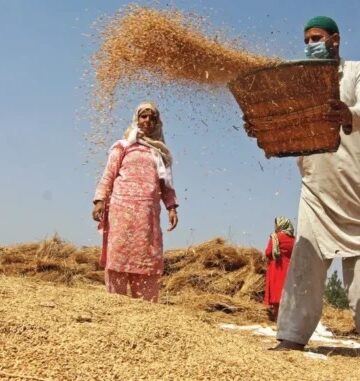 New rice varieties double yields in Kashmir, farmers rejoice