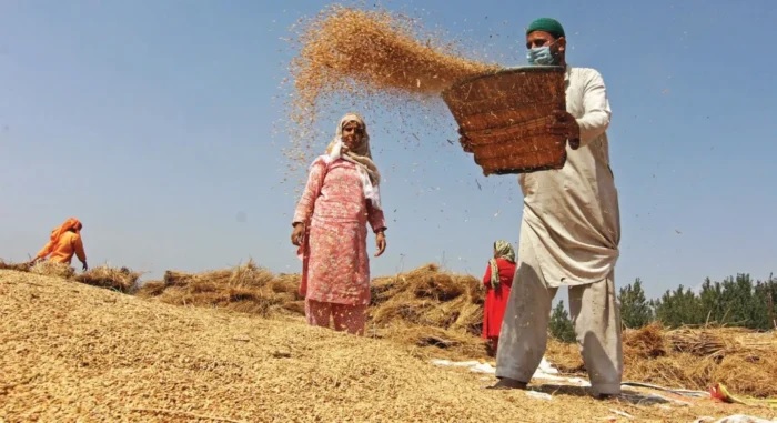 New rice varieties double yields in Kashmir, farmers rejoice