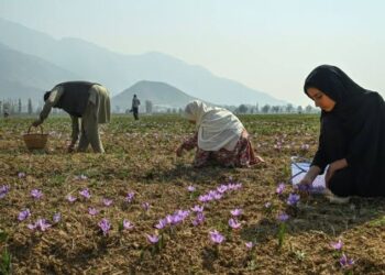 Saffron growers fear further production slump amid dry weather