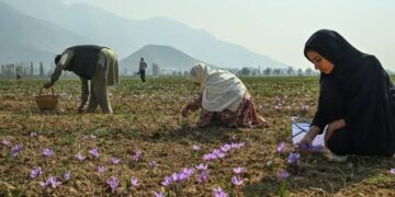 Saffron growers fear further production slump amid dry weather