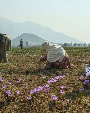 Saffron growers fear further production slump amid dry weather
