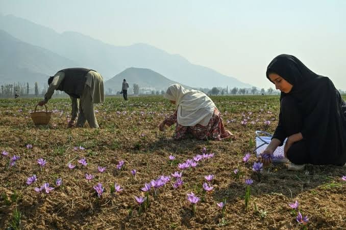 Saffron growers fear further production slump amid dry weather