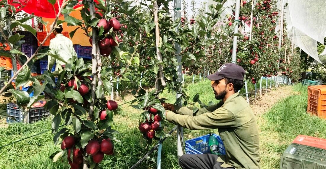 SKUAST-K harvests pesticide-free apples for first time in Kashmir