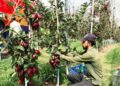 SKUAST-K harvests pesticide-free apples for first time in Kashmir