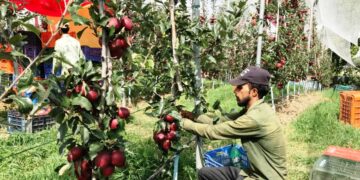 SKUAST-K harvests pesticide-free apples for first time in Kashmir