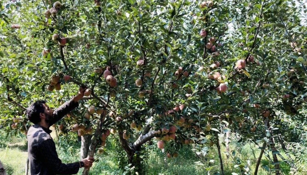 Shopian’s hailstorm-hit apple growers ‘unable to recover even basic costs’