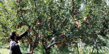Shopian’s hailstorm-hit apple growers ‘unable to recover even basic costs’