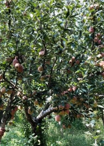 Shopian’s hailstorm-hit apple growers ‘unable to recover even basic costs’