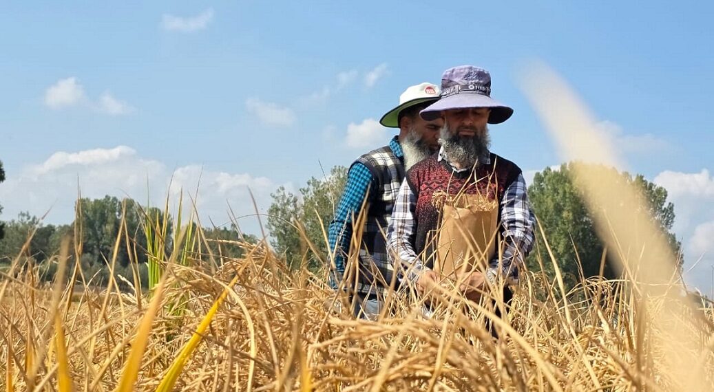 SKUAST-K’s Khudwani Centre revives traditional rice