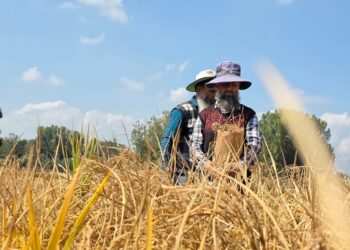 SKUAST-K’s Khudwani Centre revives traditional rice