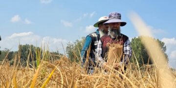 SKUAST-K’s Khudwani Centre revives traditional rice