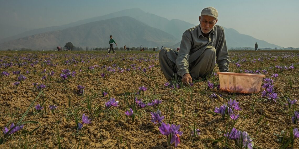 Saffron growers fear another poor season