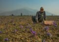 Saffron growers fear another poor season