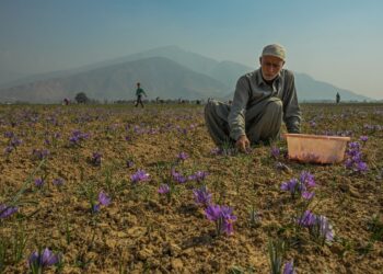 Saffron growers fear another poor season