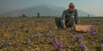 Saffron growers fear another poor season